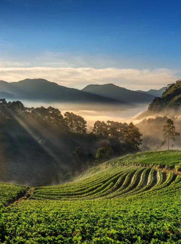 SSK Holidays - Munnar Packages