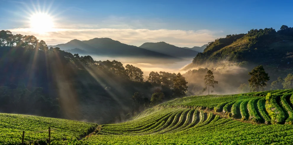 SSK Holidays - Munnar Packages