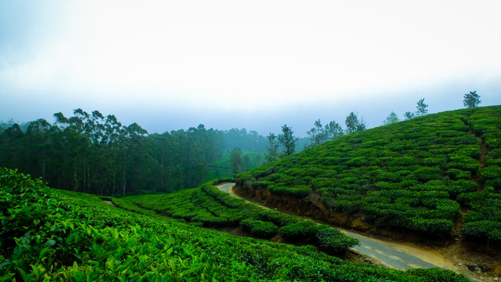 SSK-Holidays-Munnar-Packages