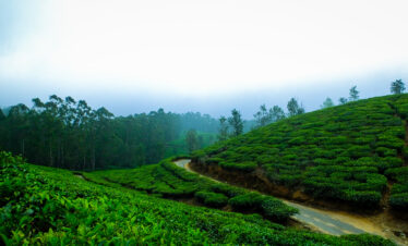 SSK-Holidays-Munnar-Packages