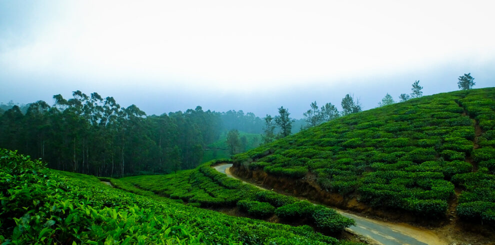 SSK-Holidays-Munnar-Packages
