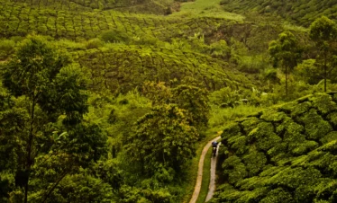 SS Holidays-Wayanad-Packages