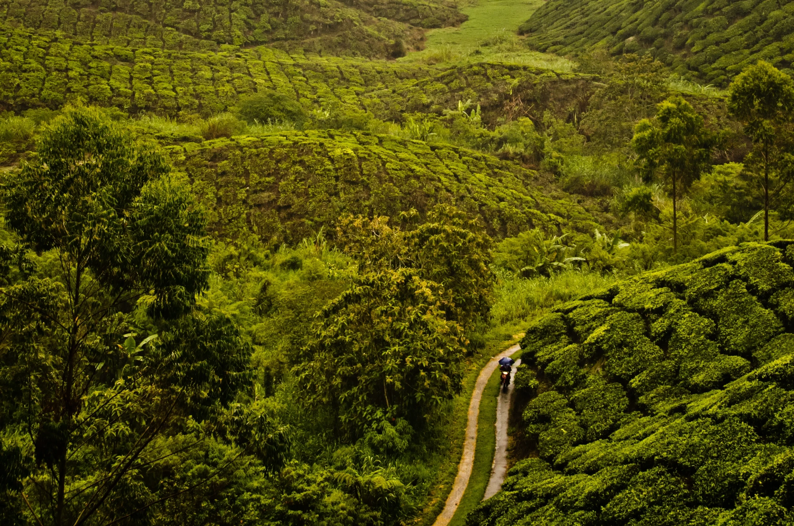 SS Holidays-Wayanad-Packages