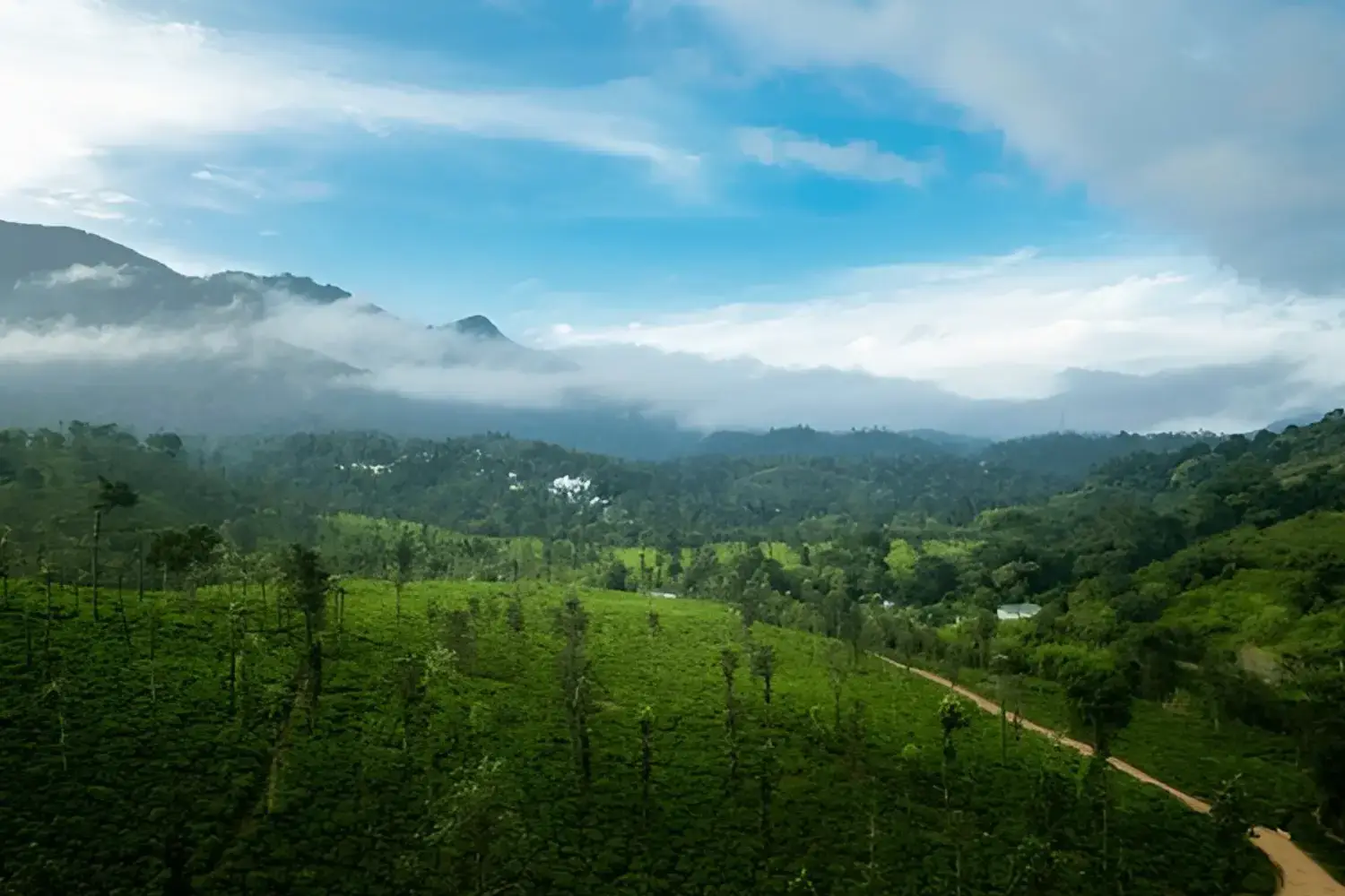 wayanad tea tourism kerala