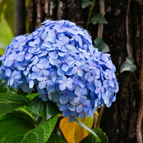 Kodaikanal Package – 2 Nights / 3 Days