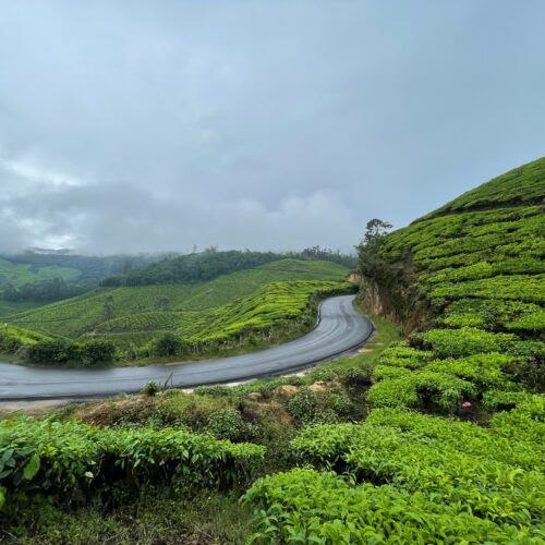 Kochi – Munnar – Alleppey