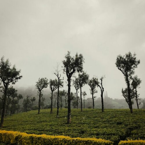 Valparai  – 4 Nights / 5 Days