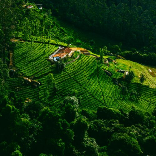 Ooty 2 Nights / 3 Days Tour Package