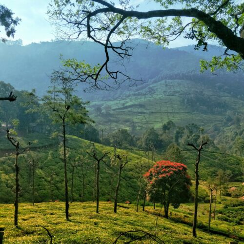 Ooty – 2 Nights / 3 Days Tour Package
