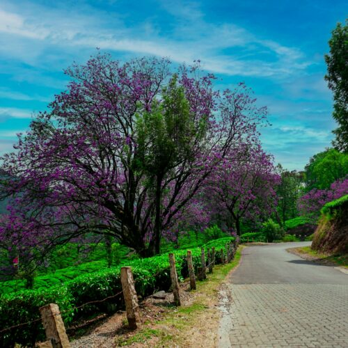 Ooty 1 Night / 2 Days Tour Package