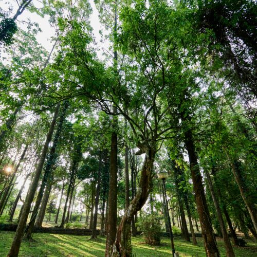 Yercaud 1 Night / 2 Days Tour Package