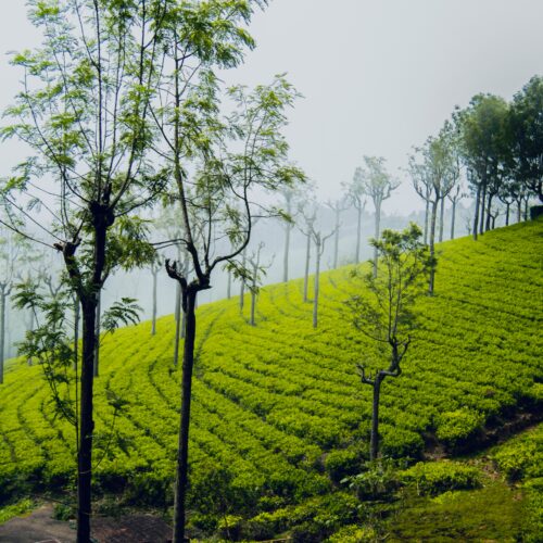 Yelagiri 2 Nights / 3 Days Tour Package