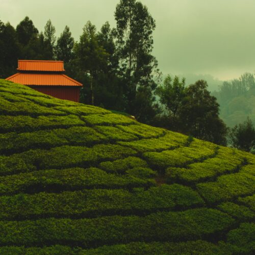 Ooty – 4 Nights / 5 Days Tour Package